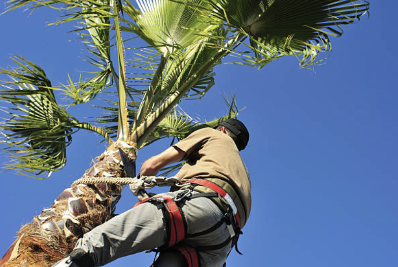 palm tree trimming miami-dade fl