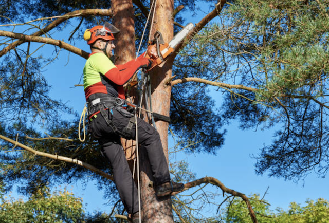 tree pruning miami-dade