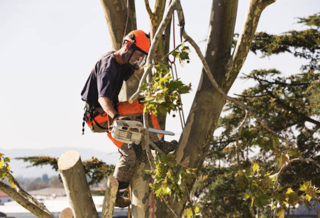 tree removal miami dade
