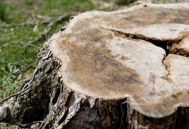 stump grinding fl